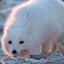 Arctic Fox