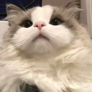 内心极度阴暗的小哈基米