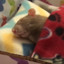 home depot rat