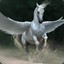 Pegasus XD