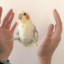 KeybordFuckerCockatiel