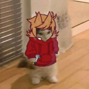 TORD GATITO