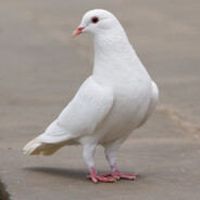 白鸽