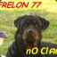 ๖ۜFrelon 77 .nO Clคn*