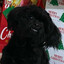 willow :3