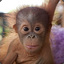 Orangutan G
