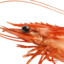 Shrimp