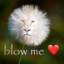 blow me &lt;3