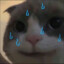 一只修猫Q-Q-Q-Q-Q-Q