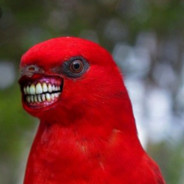 birdnobeak