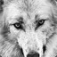 [D-4] Arctic Wolf