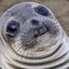 Salty Seal