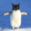 Penguin Cat