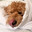 Apollo The Doodle