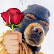 三星大头陈浩哲