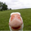 Omg_goose