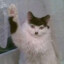 Meowdolf Kitler