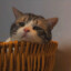 茶色的猫