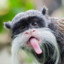 Tamarin