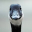 goose