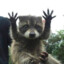 roobby6