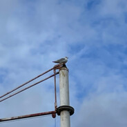 Ciallo～ (∠・ω< )⌒★