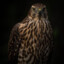 goshawk