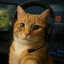 Orange Cat