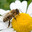 HoneyBee21