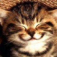 BijiBiji Cat