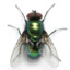 A Fly