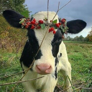 Mooo!