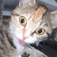 zxc валя фестиваль