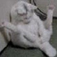 evilCat