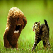 DOMO VS CAT!!!