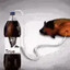 pepsi pig