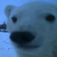 just some polar bear