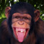 Alpak