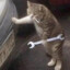 КОТЯРА