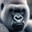 Vanilla Gorilla's Avatar