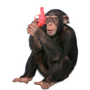 Ak armed Chimp aim chick