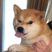 短跑冠军慢羊羊