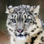 Cheese Snow leopard