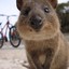 Quokka