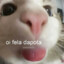 Oi fela dapota