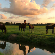 派大星的比奇堡