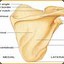 salted_scapula