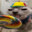 Gaper Bingzoid