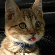 断罪小学赵日天