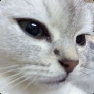 tiger丁